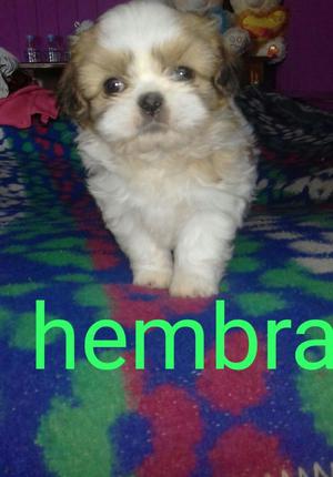 Se Vende Cachorritos Shitzhu