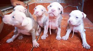 Se Venden Pitbull Silver Fawn Y Red Nose