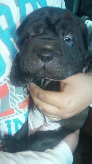 Vendo 2 Sharpei Hembritas