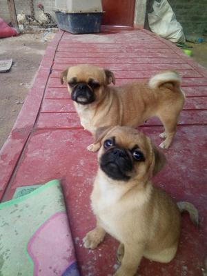 Vendo Cachorro Pug