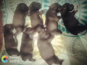 Venta de Cachorros Snauzer