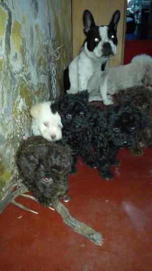 Venta de Perros Poodles