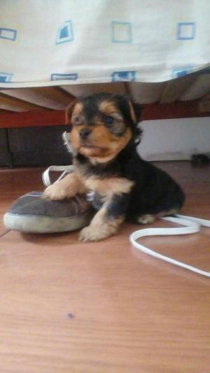 Yorkshire Terrier Miniaturamacho