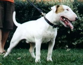 bull terrier hembra 7 meses