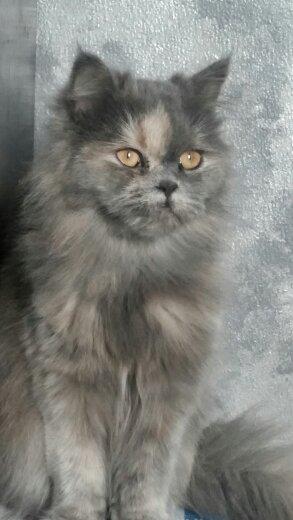 lindos gatitos persa