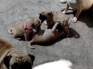 vendo cachorro pug carlino