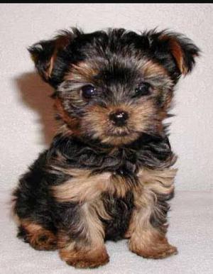 venta de perrito raza yorkshire terrier