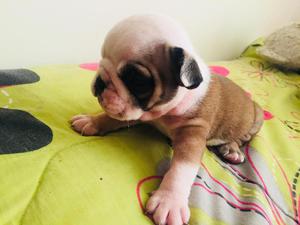 Bebe Bulldog Inglés Hembrita 1mes