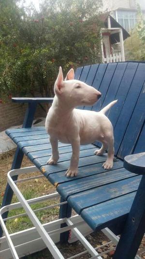 Bull Terrier