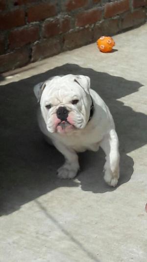 Bulldog Ingles