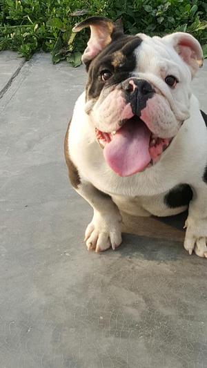 Bulldog Ingles Tricolor Cachorro Macho