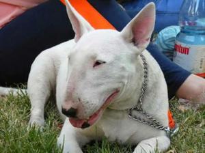 Bullterrier Chile