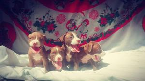 CACHORROS PITBULL RED NOSE Y SILVER FAWN A SOLO 200 SOLES