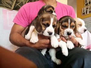Cachorritas Beagles