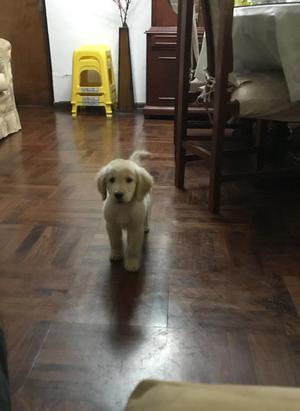 Cachorro Golden Retriever