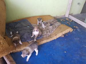 Cachorros Collie