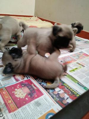 Cachorros Pug Carlino