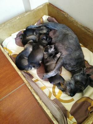 Cachorros Schnauser