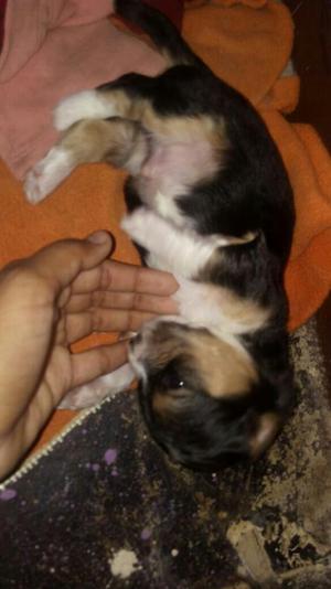 Cachorros en Adopcion