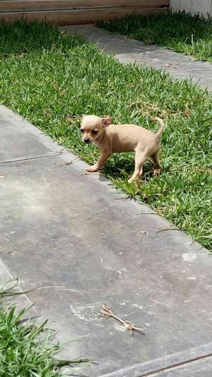 Chihuahuas Pedigri Plata Kcp