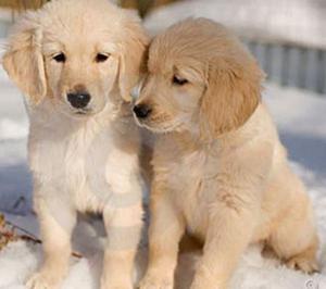 GOLDEN RETRIVER EN VENTA CACHORROS DE RAZA PURA PRECIO A