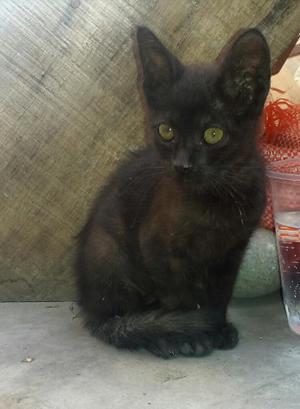 Gatita en Adopción