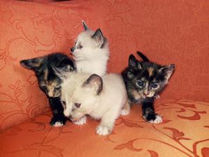 Gatitos en Adopción