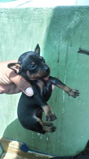 Hermosos Chihuahuas El Mejor Regalo