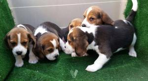 Hermosos beagle tricolor