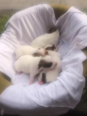 Jack Russel Cachorros