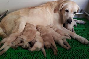 LABRADOR CACHORROS DE RAZA