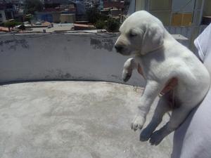 Labrador Cachorrito Blanco