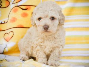 Lindo Cachorro Poodle ❤ Vacunado ❤ Fotos Reales ❤