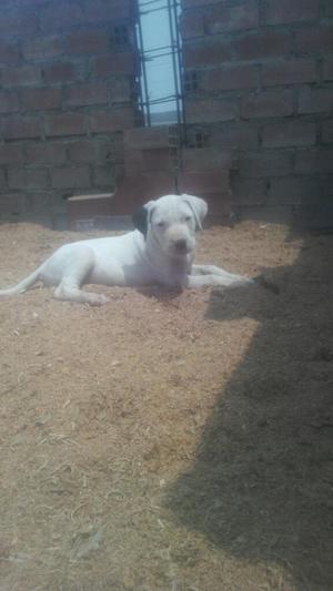 Lindos Cachorritos Dogos Argentinos