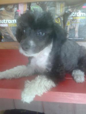 Poodle Cachorro