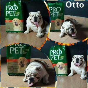 Pro Pet alimento Premium