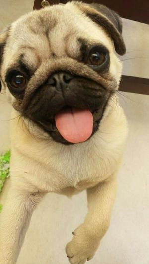 Pug Cachorros