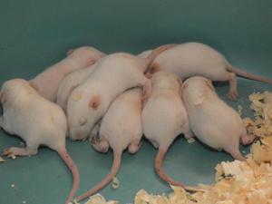 Ratitas Blancas