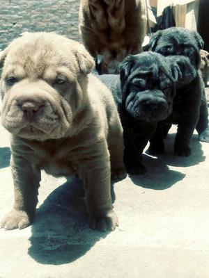 Shar Pei Hembras Linea Americana