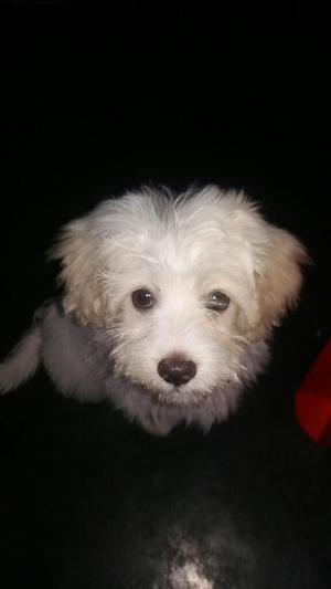 Vendo Bichon Maltes