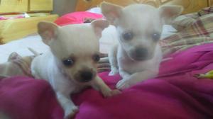 Vendo Cachorros Chihuahua