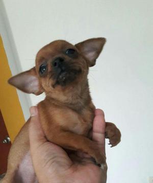 Vendo Chihuahua