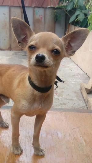 Vendo Chihuahua