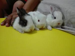 Vendo Conejitos