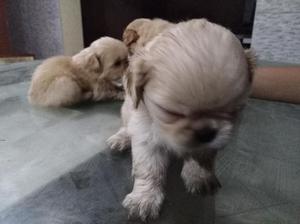 Vendo Hermosos Pekines Raza Pura