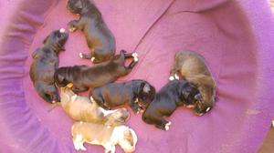 Vendo Perritos Pitbull