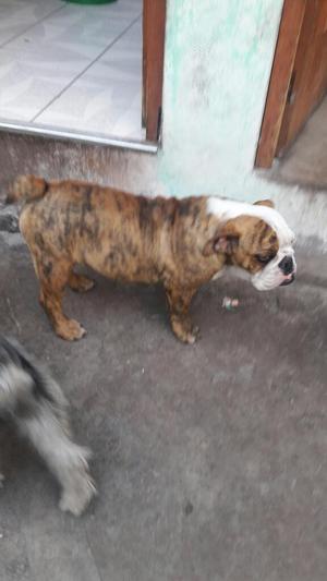 Vendo Raza Bulldog Ingles con Micro Chip