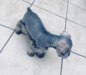 Venta de Cachorros Schnauzer