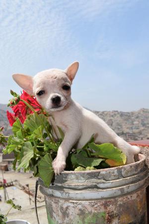 Venta de Chihuahuas