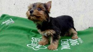 Yorshire Terrier Cachorros